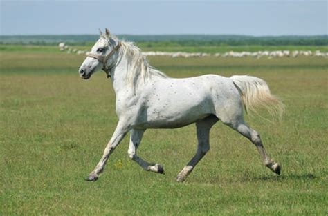 horse breeds test