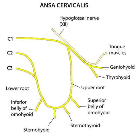 Head And Neck Nerves Somatic Nerves Ansa Cervicalis Vertebral