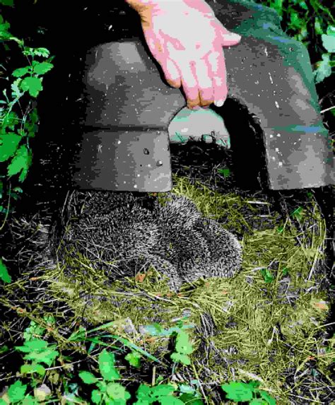 Buy Hedgehog Dome Online From Living With Birds
