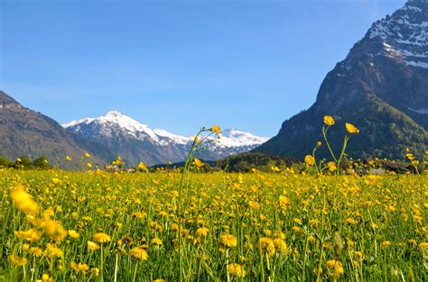 Free Download Hd Wallpaper Spring Glarus Spring Meadow Bloom