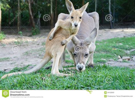 Baby Kangaroo And His Mother At The Zoo Stock Photos Image 24122833
