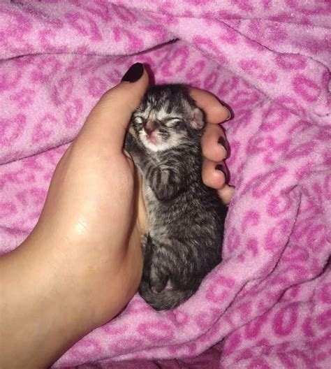 10 Interesting Facts About Newborn Kittens Artofit