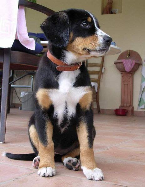 Bernese Short Haired Mountain Dog Best Hairstyles For Women In 2020