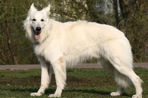 Albino German Shepherd The Myths And The Facts Explained