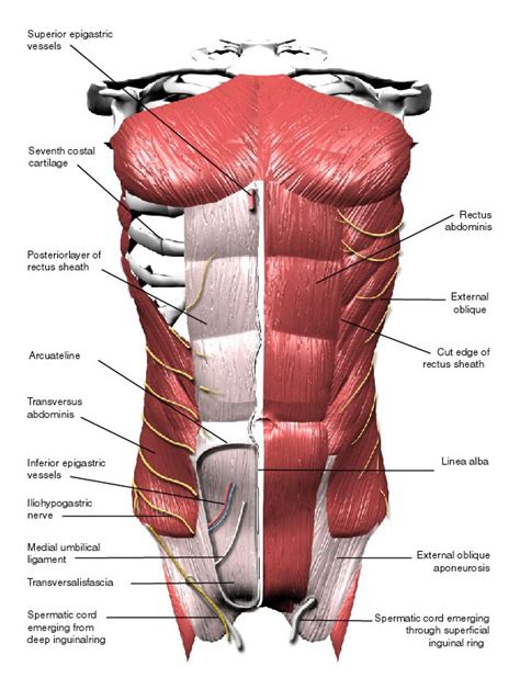 Abdominal Muscles Labeled Eccles Health Sciences Library J Willard Marriott Digital Library