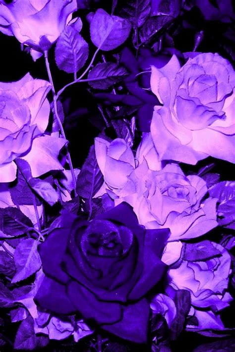 purple roses purple roses purple aesthetic purple flowers