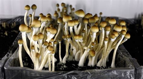 Magic Mushrooms Buy Mckennai Magic Mushrooms Online Shrooms