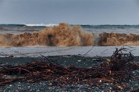Sea Storm With Dirty Waves And Twigs On A Pebble Beach Stock Image