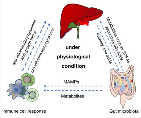 The Main Role Of Gut Microbiota In Gut Liver Immune Axis Under