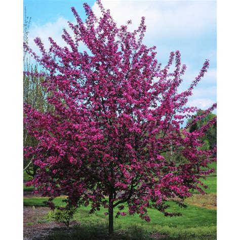 55 Gallon Red Crabapple Flowering Tree In Pot With Soil L10751 In