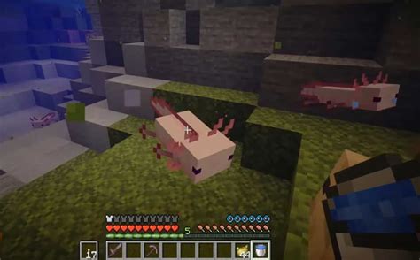 Can You Cook Axolotls In Minecraft Mudfooted