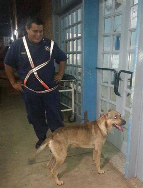Bandido El Perro Fiel Que Defendió Acompaño Y Espero En La Puerta