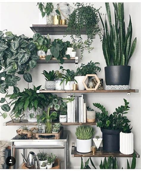 House Plants Green Plant Decor Decor Plants