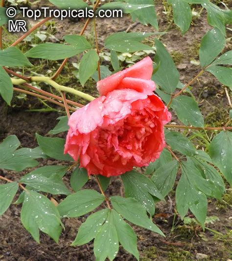 Tropical plant catalog - TopTropicals.com