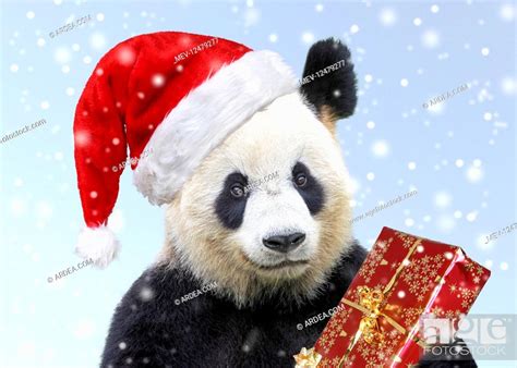 Giant Panda Wearing Christmas Hat Holding Present Stock Photo