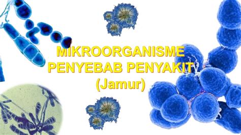 Mikroorganisme Penyebab Penyakit Jamur YouTube
