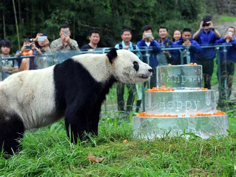 Worlds Oldest Male Panda Dies Say Officials Today