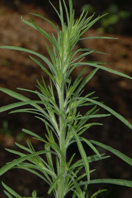 Conyza Canadensis L Cronq Canada Horseweed Canadian Horseweed