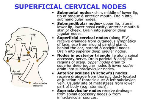 Cervical Lymph Nodes Location