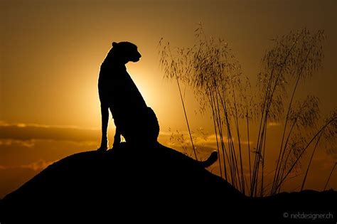 Sunset With Cheetah Cheetah Cheetahs Animals