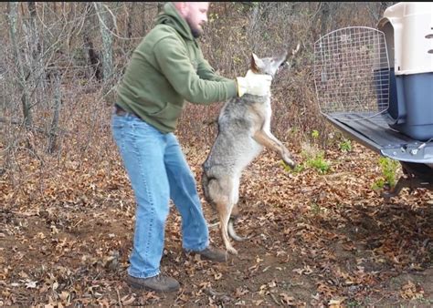 Our animal removal specialists are licensed to perform humane badger. Wisconsin trapper catches more than the coyotes he tries ...