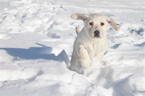 Preparing Your Dog To Play In The Snow The Dogington Post