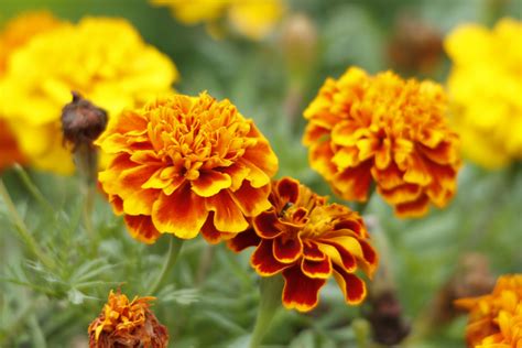 Bright Marigolds Free Stock Photo Public Domain Pictures