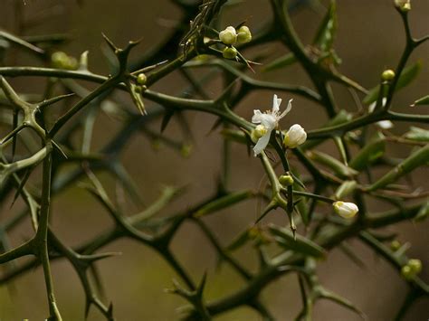 Thorns A Thorny Plant With Pretty White Flowers Stephen Mcfarland