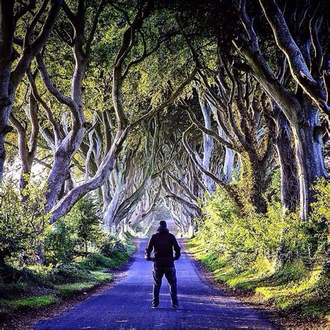 The Dark Hedges In Northern Ireland Photography Tips Nature