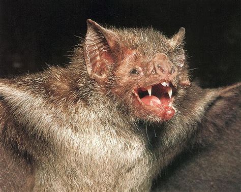 Real Monstrosities Common Vampire Bat