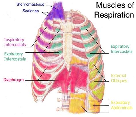 The intercostal muscles are present between ribs attaching each other. The Forgotten Rib Cage The rib cage is the forgotten ...