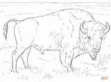 Bison Coloring American Realistic Pages Buffalo Drawing Outline Printable Supercoloring Sheet Comments sketch template