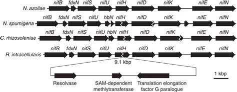 Nitrogenase Gene Organizationthe Nif Operon And Surrounding Genes Of
