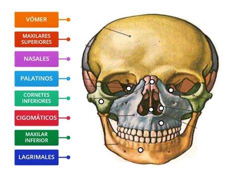 Huesos De La Cara Labelled Diagram