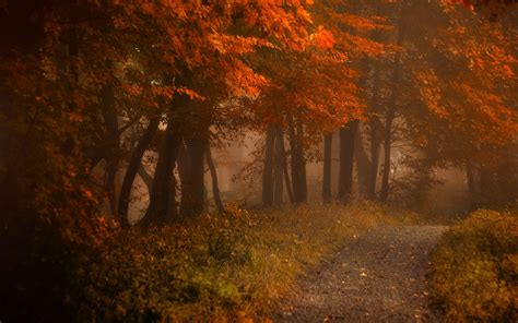 1094695 Sunlight Trees Landscape Forest Fall Leaves Nature