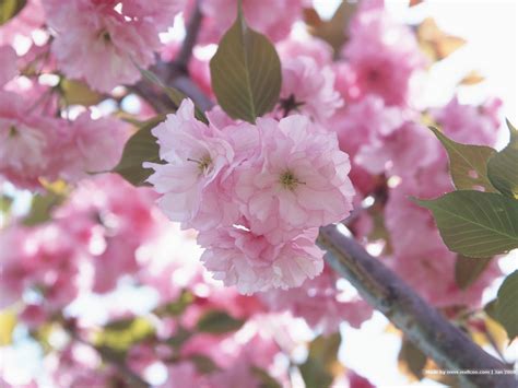 Japanese Cherry Blossom Wallpapers Wallpapersafari