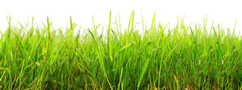 Grass Png Image Purepng Free Transparent Cc Png Image Library