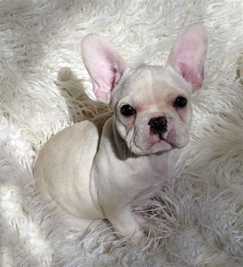 The french bulldogs we carry have a wide variety of coat colors. Myrna Sells's blog: French Bulldog Adoption