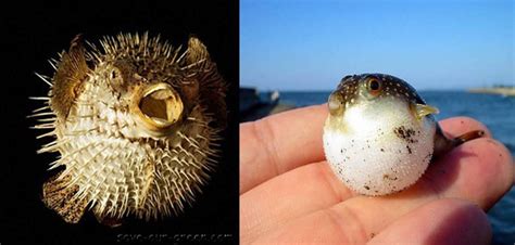 Puffer Fish Save Our Green
