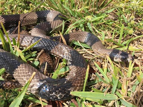 Us News Env Everglades Invasive Snake Mi Hamodia