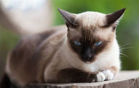Wichian mat, das bedeutet ‚monddiamant') gehören zu den bekanntesten und am meisten verbreiteten rassekatzen. Siamkatze - Abenteuerlustige Orientkatze - AGILA