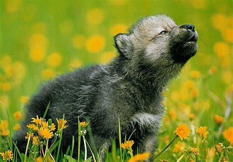 Awooo Youll Howl For These Wolf Pups Baby Animal Zoo