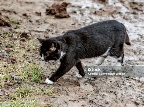 Black Farm Cat Stock Photo Download Image Now Animal Animal Body