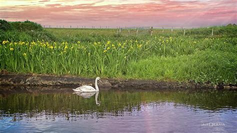 Swan Of Orkney Photograph By Jeanne Ogrady Fine Art America