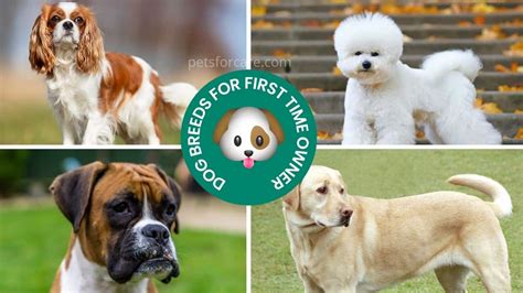 Top 12 Dog Breeds For First Time Owners Petsforcare