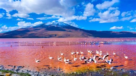 Is This Bolivias Most Incredible Natural Wonder Your Guide To Laguna