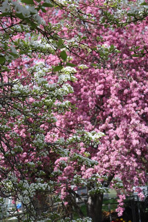 Flowering Crabapple And A Pear Tree In The Same Yard You See They