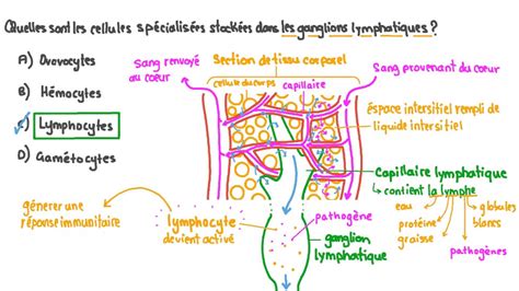 Vidéo Question Décrire Les Cellules Spécialisées Dans Les Ganglions