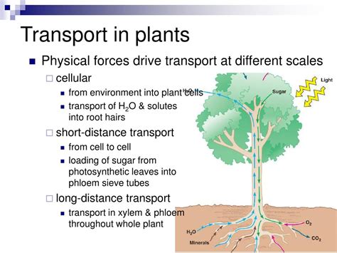 Transport System In Plants