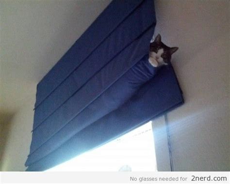 They've been getting more and more popular every day for several reasons. How to Keep Cats from Breaking Blinds | The Blinds.com Blog